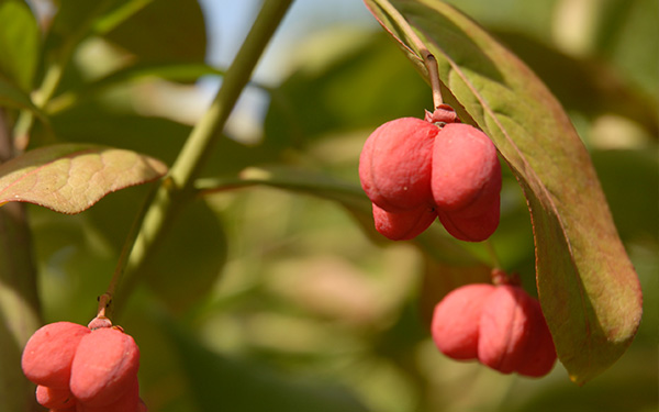 bloem rood