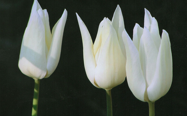 bloem wit