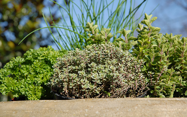 groen plant