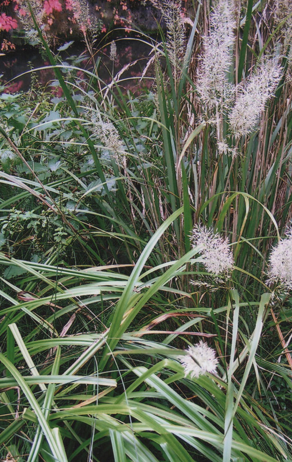 witte bloem