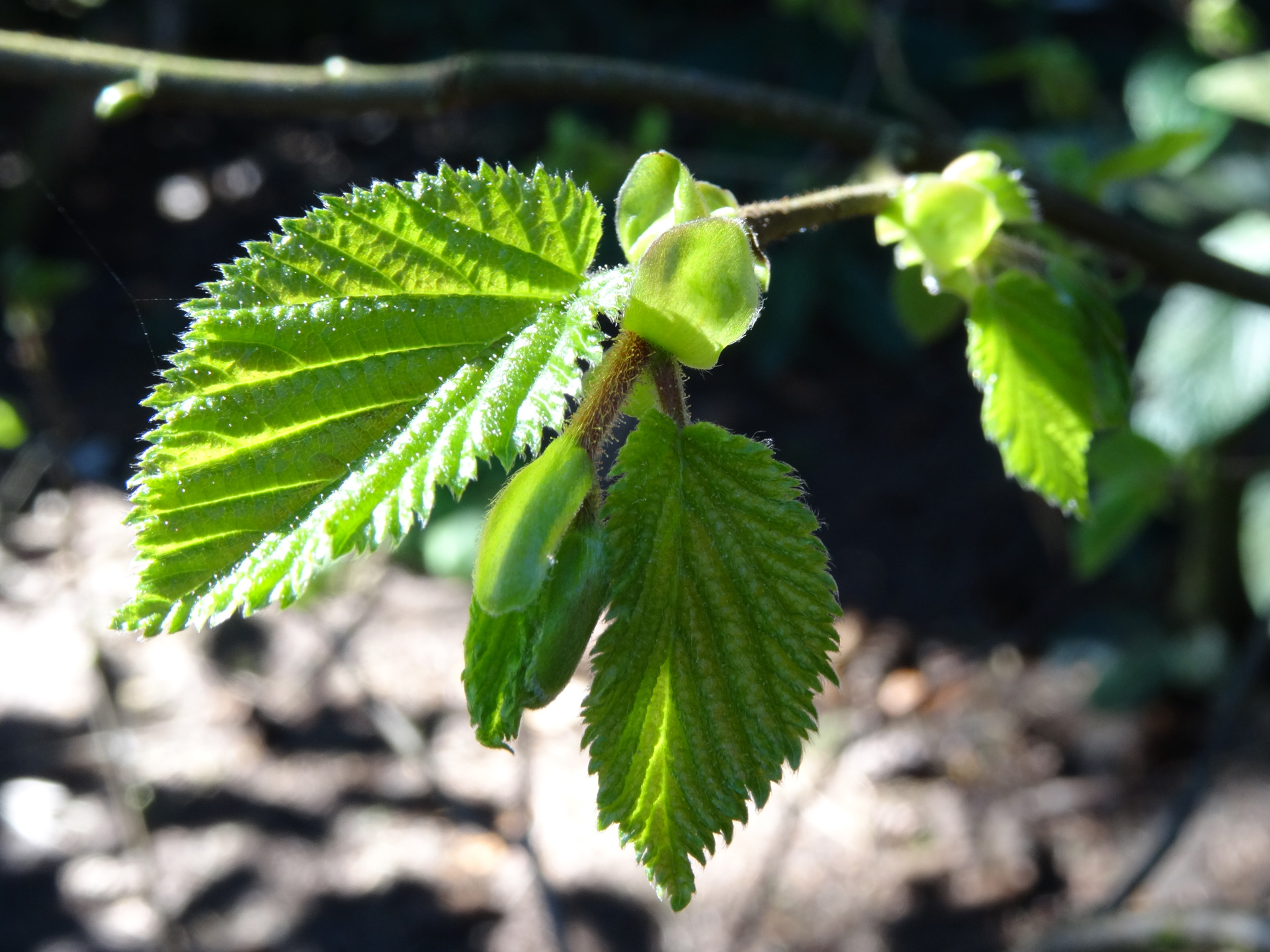 plant-groen